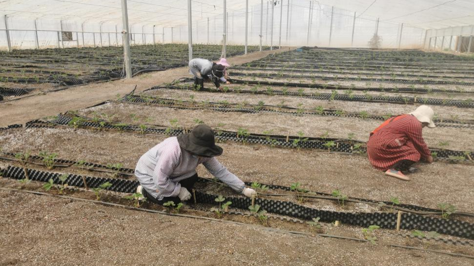 图片1.png 图片1.png